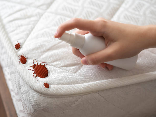 Best Mosquito Control Services  in Fraser, CO